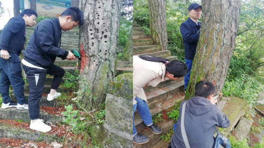 铜锣寨风景区加大松材线虫病防控力度