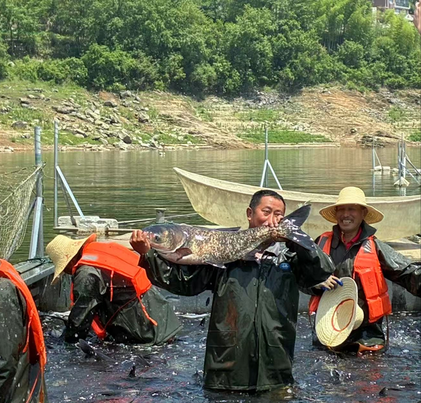 大别山水产公司迎来开捕季