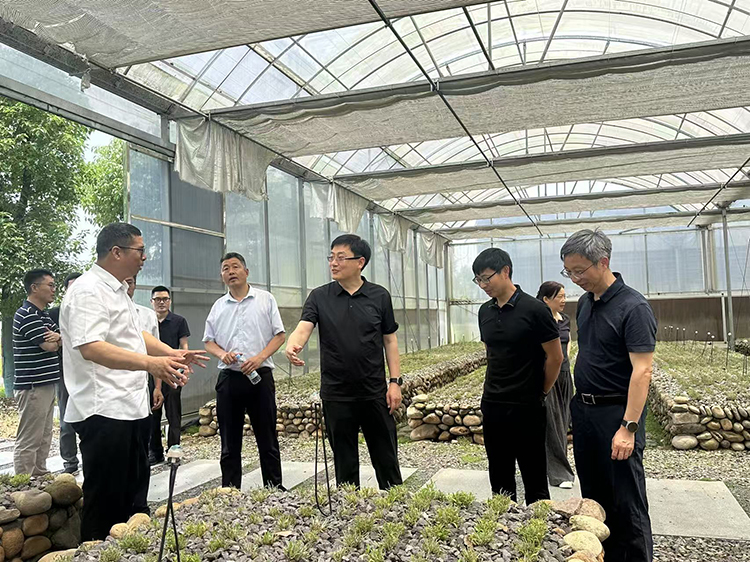 沪六对口合作再结硕果科创赋能霍山石斛产业高质量发展
